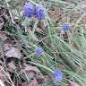 ムスカリ (Muscari neglectum)-i