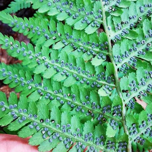 Marginal fern (Dryopteris marginalis)-i