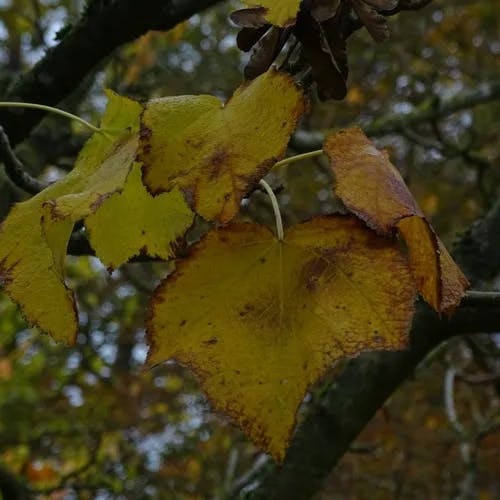 テツカエデ（鉄楓） (Acer nipponicum)-i