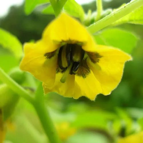 ホオズキトマト（鬼灯トマト） (Physalis ixocarpa)-i