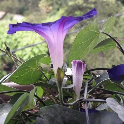 マルバアサガオ（丸葉朝顔） (Ipomoea purpurea)-i