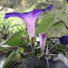 マルバアサガオ（丸葉朝顔） (Ipomoea purpurea)-i