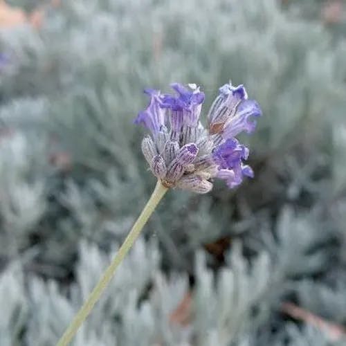 Woolly lavender (Lavandula lanata)-i