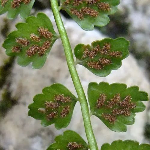 アオチャセンシダ（青茶筅シダ） (Asplenium viride)-i