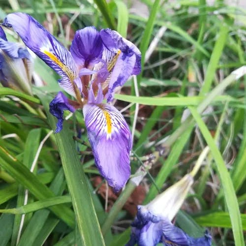 カンザキアヤメ（寒咲菖蒲） (Iris unguicularis)-i