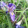 カンザキアヤメ（寒咲菖蒲） (Iris unguicularis)-i