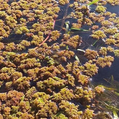 ニシノオオアカウキクサ (Azolla filiculoides)-i