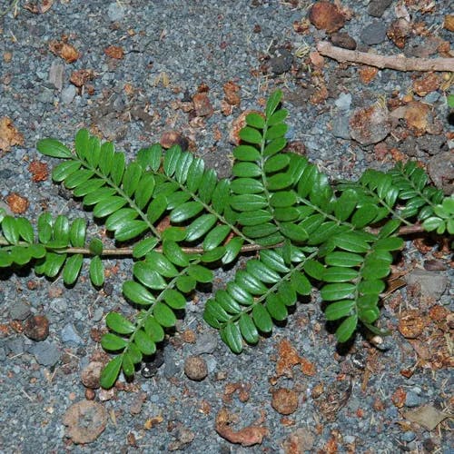 イソザンショウ（磯山椒） (Osteomeles anthyllidifolia)-i