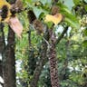 アズサ（梓） (Betula grossa)-i