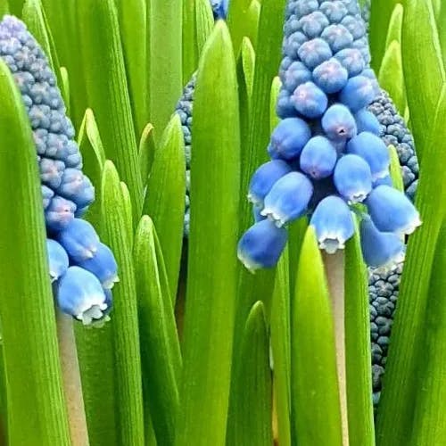 ルリムスカリ（瑠璃ムスカリ） (Muscari botryoides)-i