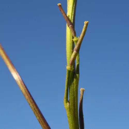 クロガラシ（黒芥子） (Brassica nigra)-i