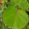 Platterleaf (Coccoloba uvifera)-i