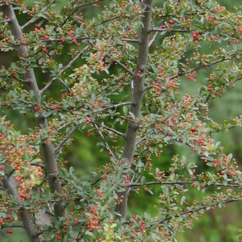 カザンデマリ（崋山手毬） (Pyracantha crenulata)-i