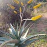 Transvaal aloe (Aloe marlothii)-i