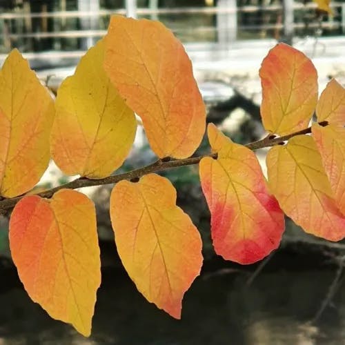 ウィッチヘーゼル (Hamamelis virginiana)-i