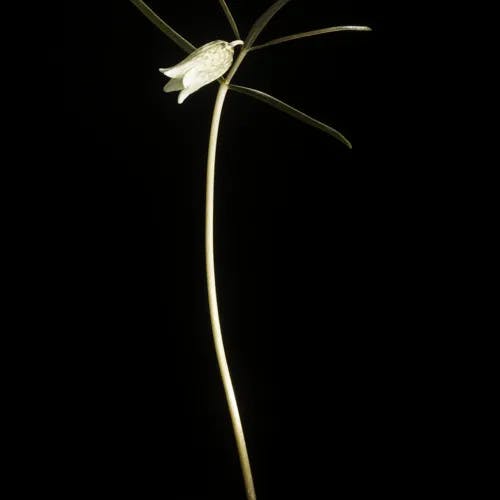 トサコバイモ（土佐小葉芋） (Fritillaria shikokiana)-i