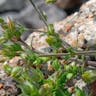 ノミノツヅリ（蚤の綴り） (Arenaria serpyllifolia)-i