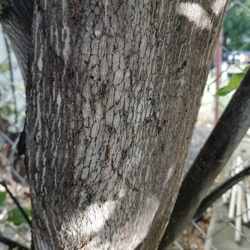 Calabur-tree (Muntingia calabura)-i