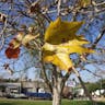 Tick tree (Sterculia africana)-i