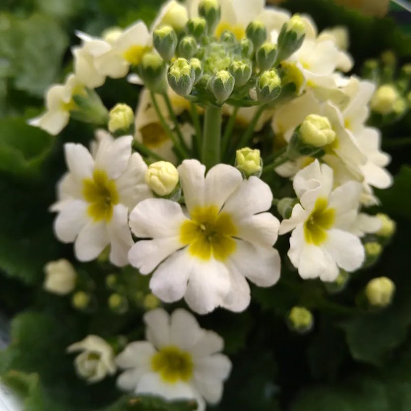 オトメザクラ（乙女桜） (Primula malacoides)-i