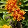 ヤナギトウワタ（柳唐綿） (Asclepias tuberosa)-i