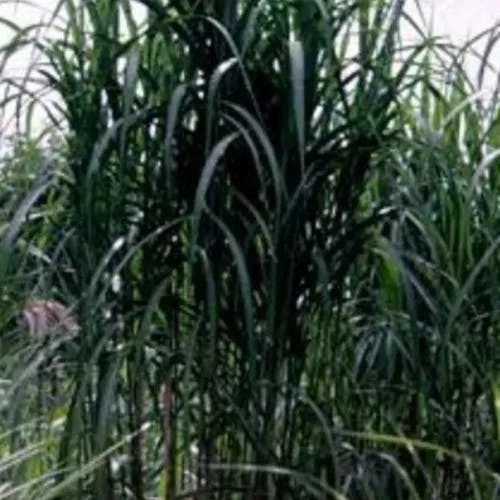 オギ（荻） (Miscanthus sacchariflorus)-i