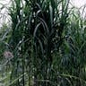 オギ（荻） (Miscanthus sacchariflorus)-i