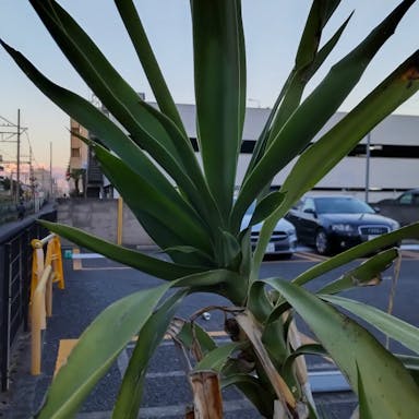 Bluestem yucca