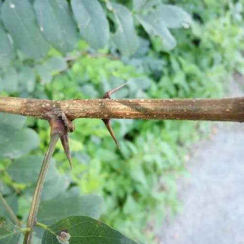 アカシア (Robinia pseudoacacia)-i