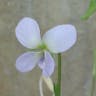 ツクシスミレ（筑紫菫） (Viola diffusa)-i