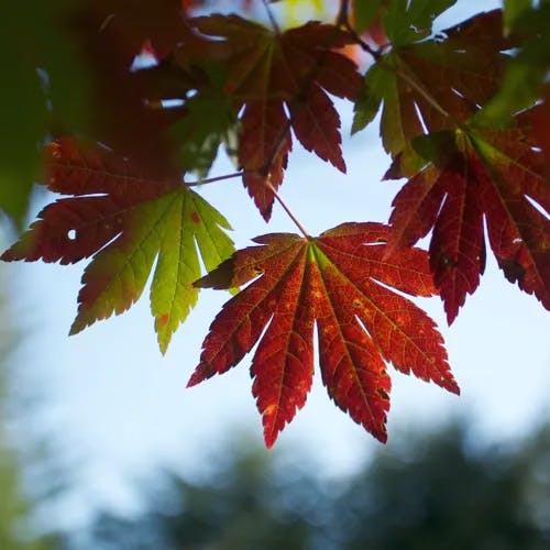 ヒナウチワカエデ（雛団扇楓） (Acer tenuifolium)-i