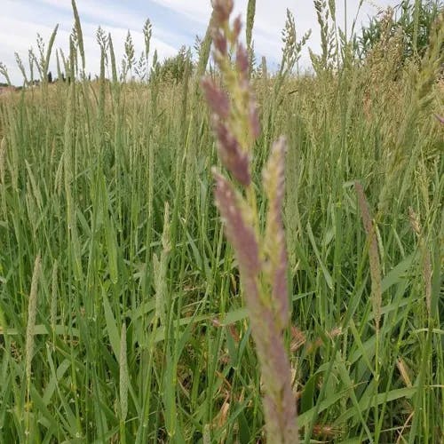 クサヨシ（草芦） (Phalaris arundinacea)-i