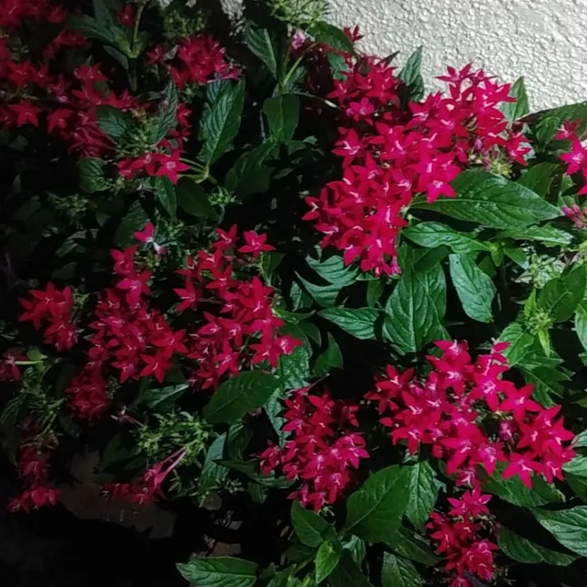 クササンタンカ（草山丹花） (Pentas lanceolata)-i