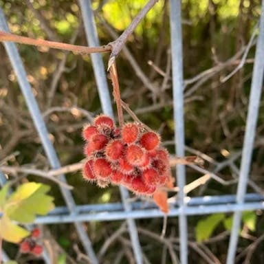 Aromatic sumac