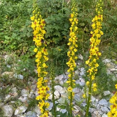 クロバナモウズイカ（黒花毛蕊花）