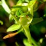 オオヤマサギソウ（大山鷺草） (Platanthera sachalinensis)-i