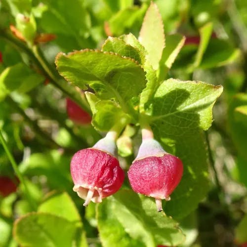 European blueberry (Vaccinium myrtillus)-i