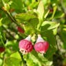 European blueberry (Vaccinium myrtillus)-i