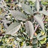 Redleaf rose (Rosa glauca)-i