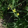 ロボウガラシ（蘿蔔ガラシ） (Diplotaxis tenuifolia)-i