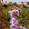 スターチス (Limonium sinuatum)-i