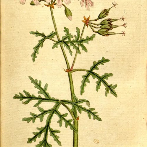 キクバテンジクアオイ（菊葉天竺葵） (Pelargonium radula)-i
