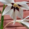 Acidanthera (Gladiolus murielae)-i