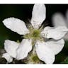 Pennsylvania blackberry (Rubus pensilvanicus)-i