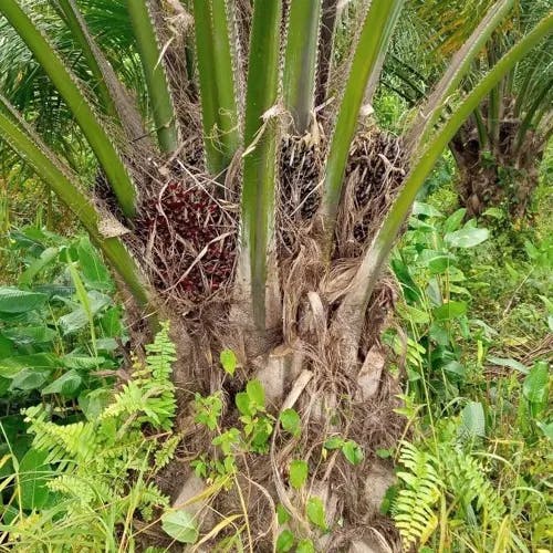 アブラヤシ（油椰子） (Elaeis guineensis)-i