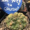 Spider cactus (Gymnocalycium denudatum)-i