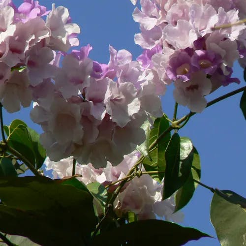 Garlicvine (Bignonia aequinoctialis)-i