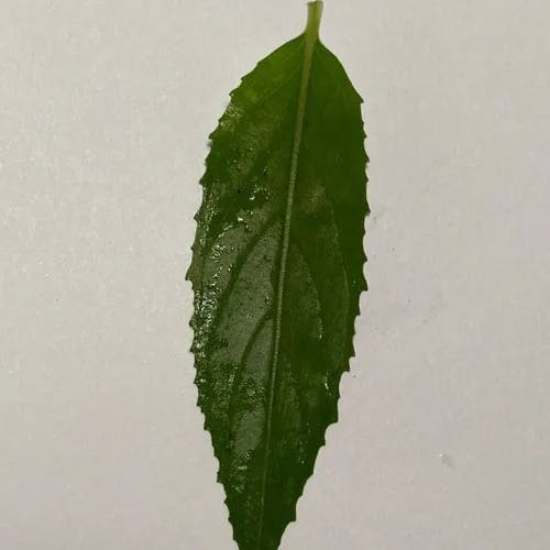 エゾアカバナ（蝦夷赤花） (Epilobium montanum)-i