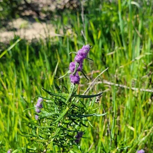 Woolly bluecurls (Trichostema lanatum)-i