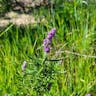 Woolly bluecurls (Trichostema lanatum)-i